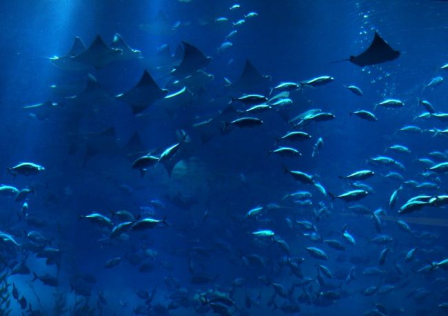 Найбільший в світі критий акваріум