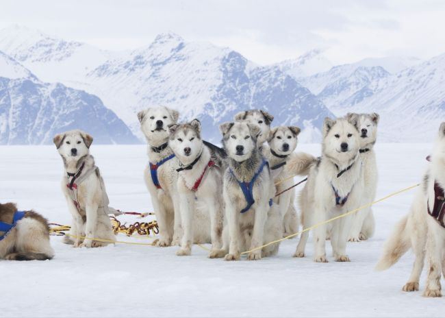 20 замечательных работ участников фотоконкурса от «National Geographic»