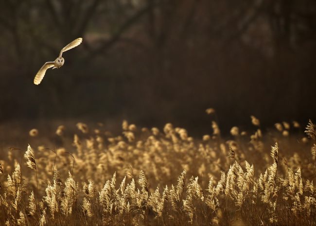 20 great works of the participants of the photo contest from the National Geographic & raquo;