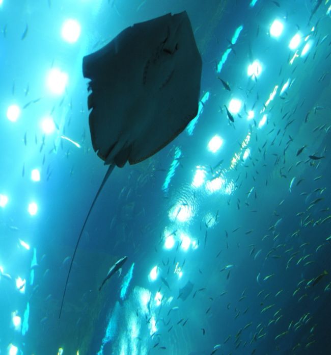 The world's largest indoor aquarium