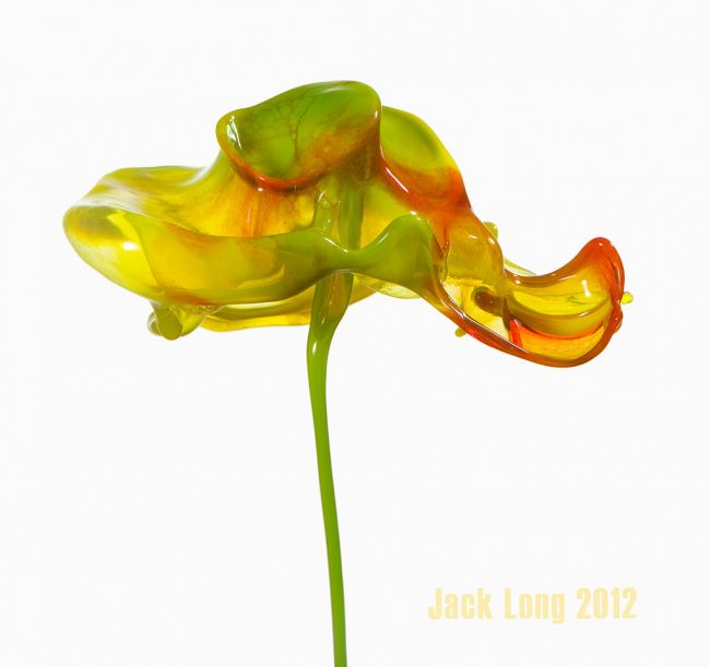 Flower explosions of Jack Long