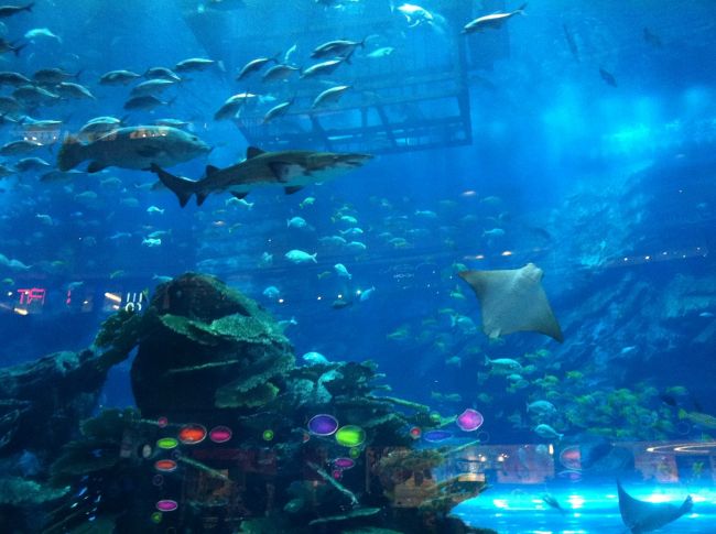 The world's largest indoor aquarium