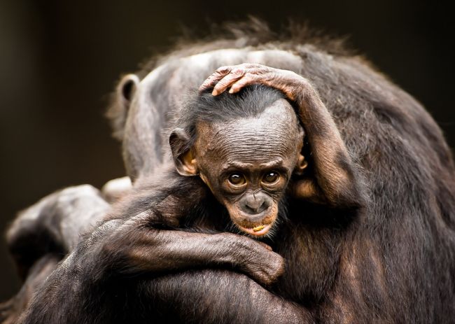 20 замечательных работ участников фотоконкурса от «National Geographic»