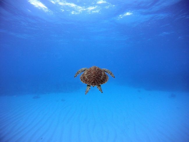 20 замечательных работ участников фотоконкурса от «National Geographic»