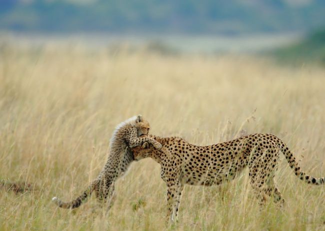 20 замечательных работ участников фотоконкурса от «National Geographic»