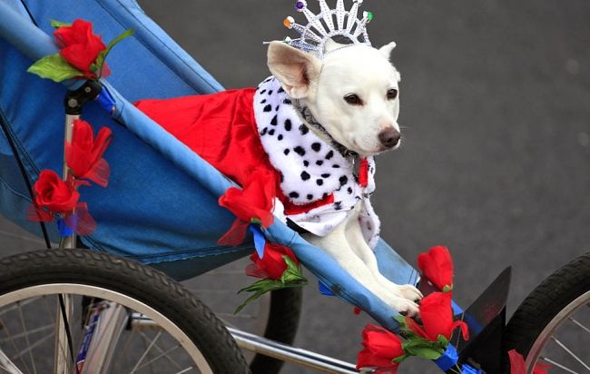 The Parade of Roses in Pasadena 2013