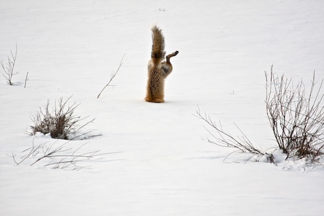 Победители конкурса «National Geographic Photo Contest 2012»