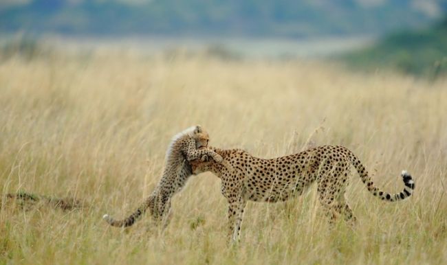 Победители конкурса «National Geographic Photo Contest 2012»