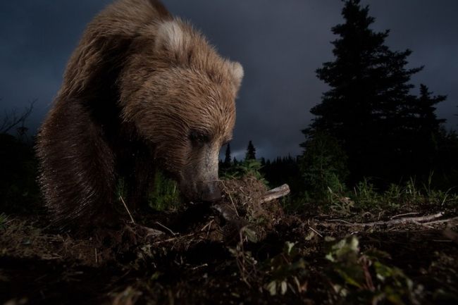 Победители конкурса «National Geographic Photo Contest 2012»