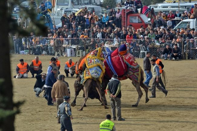 Camel fights in Turkey