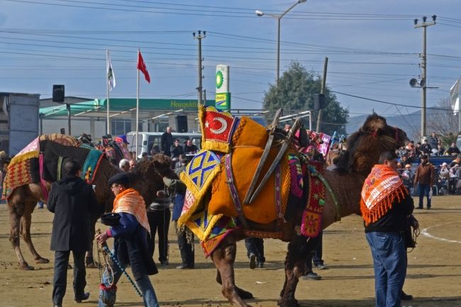 Camel fights in Turkey