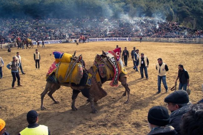 Camel fights in Turkey