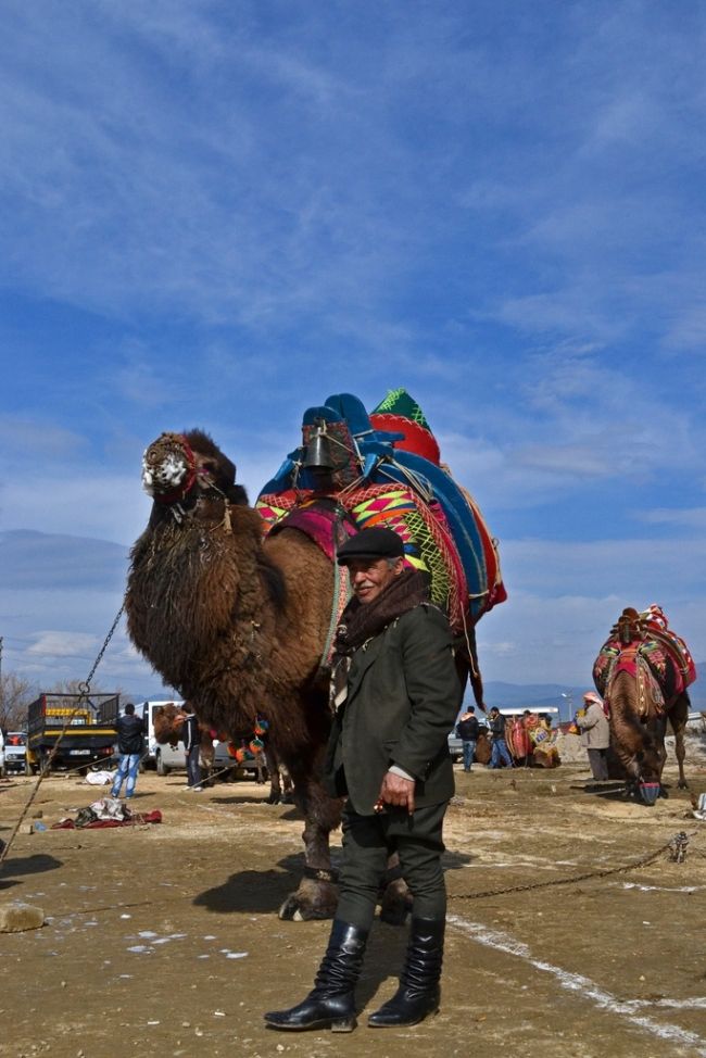 Camel fights in Turkey