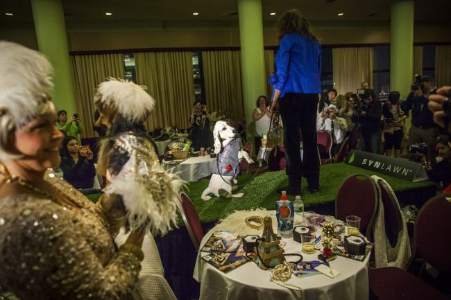 Модные питомцы шоу «New York Pet Fashion Show»