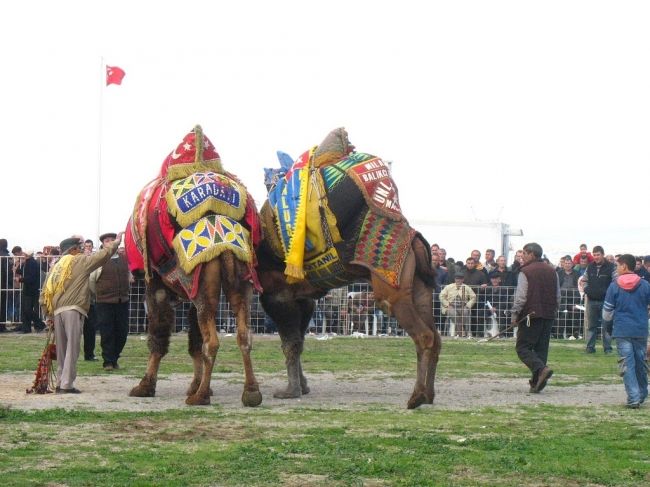 Camel fights in Turkey