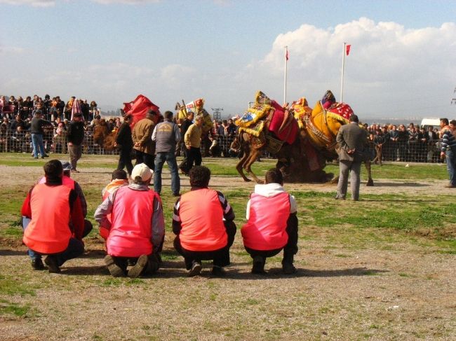 Верблюжьи бои в Турции