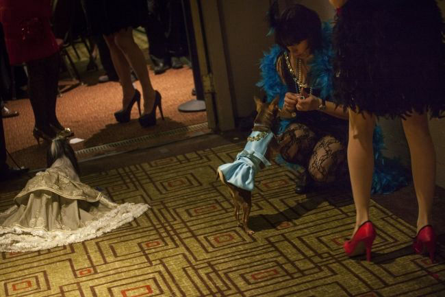 Модные питомцы шоу «New York Pet Fashion Show»
