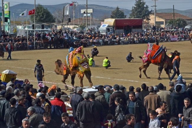 Camel fights in Turkey
