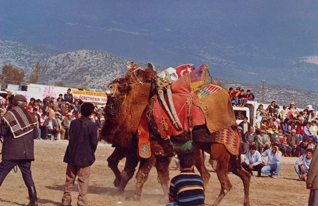 Camel fights in Turkey