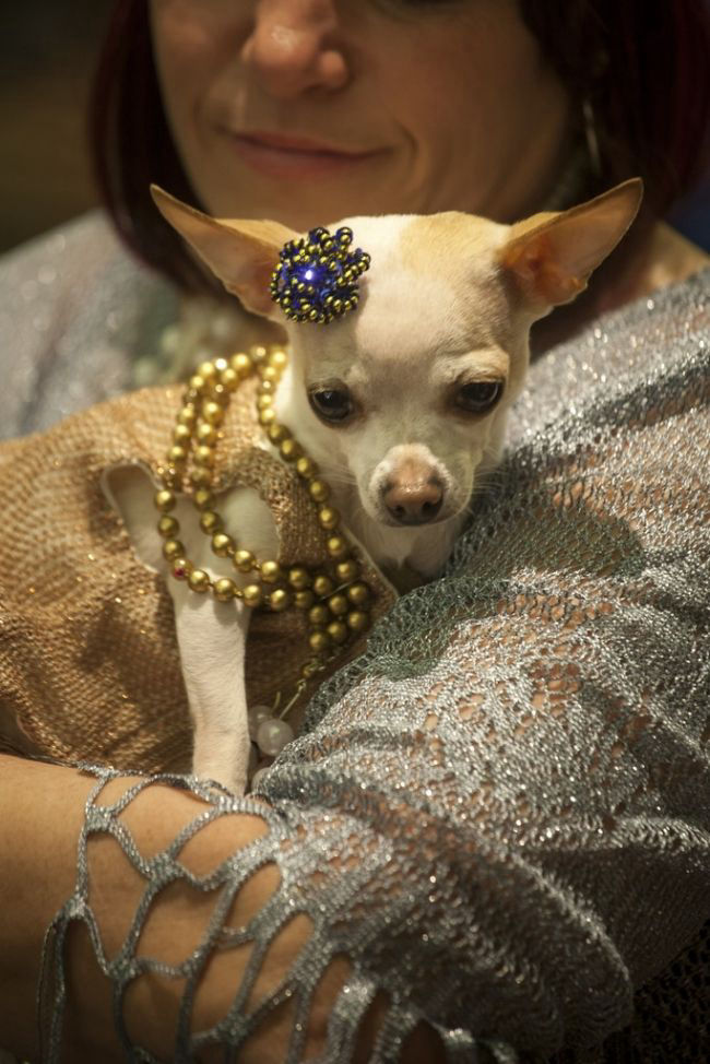 Модные питомцы шоу «New York Pet Fashion Show»