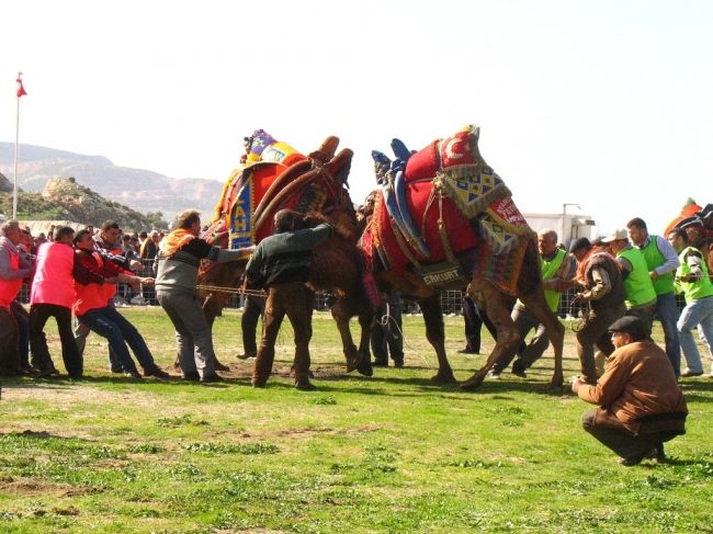 Camel fights in Turkey