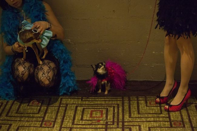 Модные питомцы шоу «New York Pet Fashion Show»