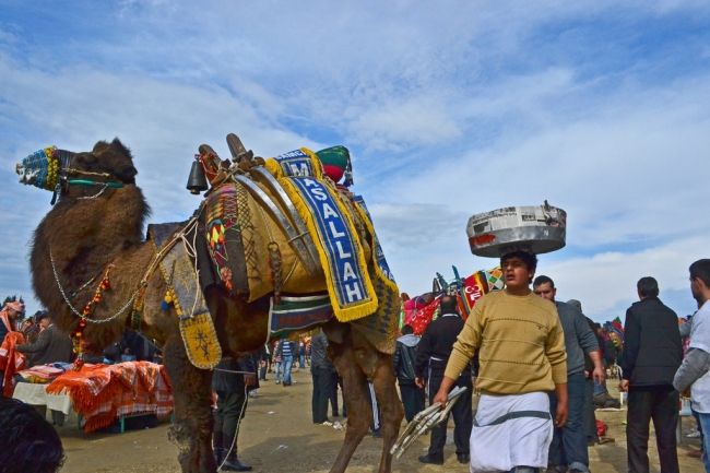 Camel fights in Turkey