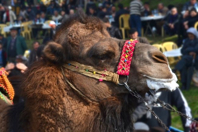 Camel fights in Turkey