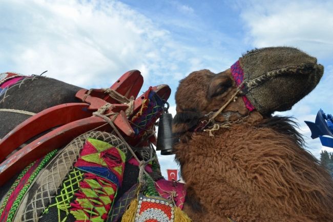 Camel fights in Turkey