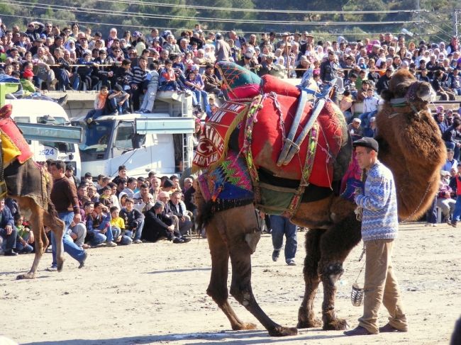 Camel fights in Turkey