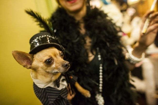 Модные питомцы шоу «New York Pet Fashion Show»