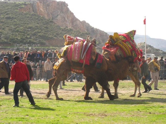 Camel fights in Turkey