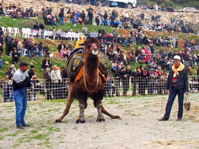 Верблюжьи бои в Турции