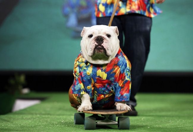 Fashionable pets show