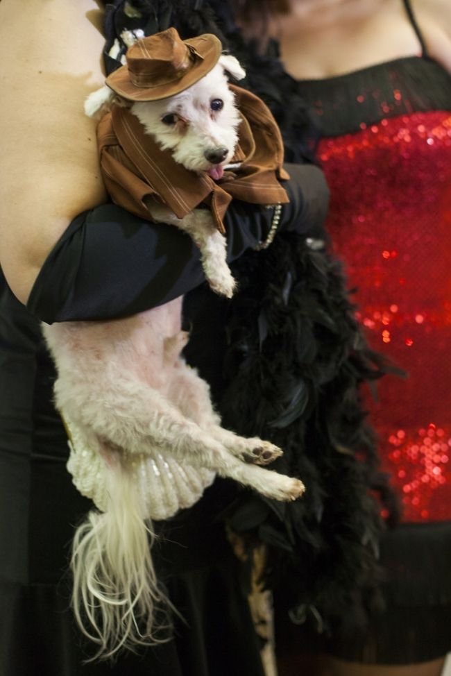 Fashionable pets show