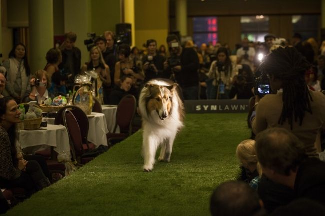 Fashionable pets show