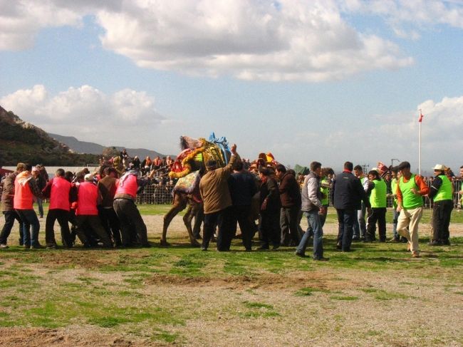 Camel fights in Turkey