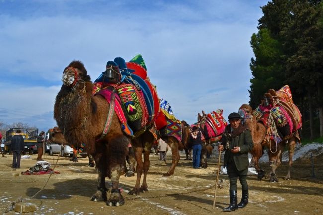 Верблюжі бої в Туреччині