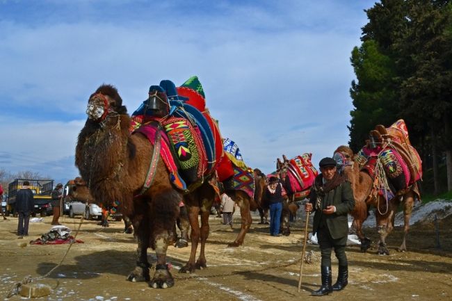 Camel fights in Turkey