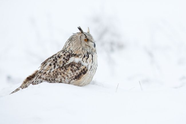 Owls in flight and life