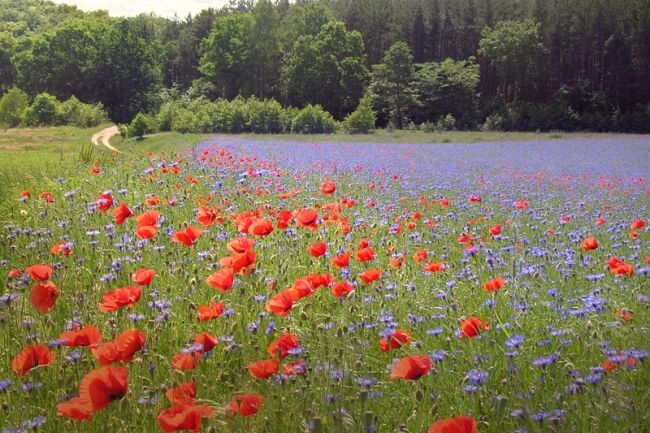 Победители фотоконкурса «International Garden Photographer of the Year»: часть третья