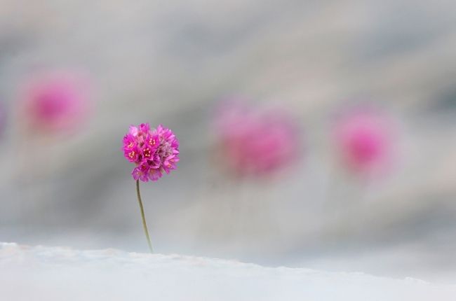 Переможці фотоконкурсу & laquo; International Garden Photographer of the Year & raquo ;: частина перша