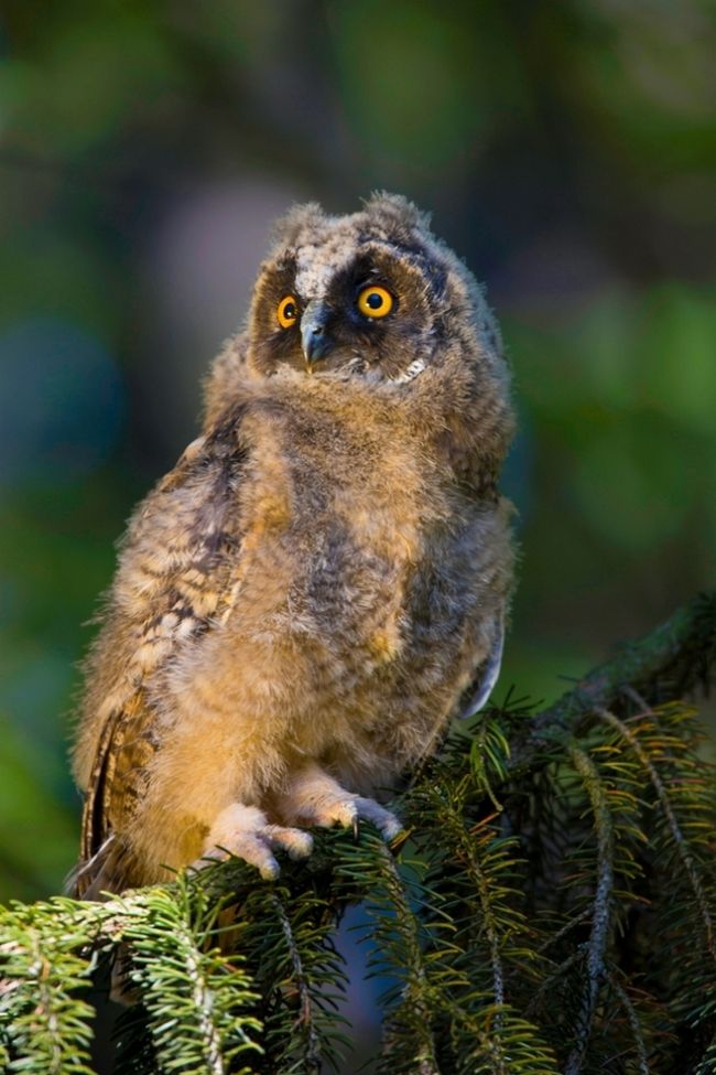 Owls in flight and life