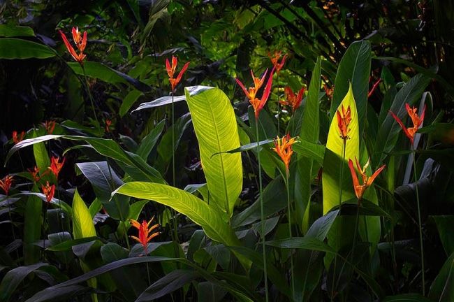 Победители фотоконкурса «International Garden Photographer of the Year»: часть первая