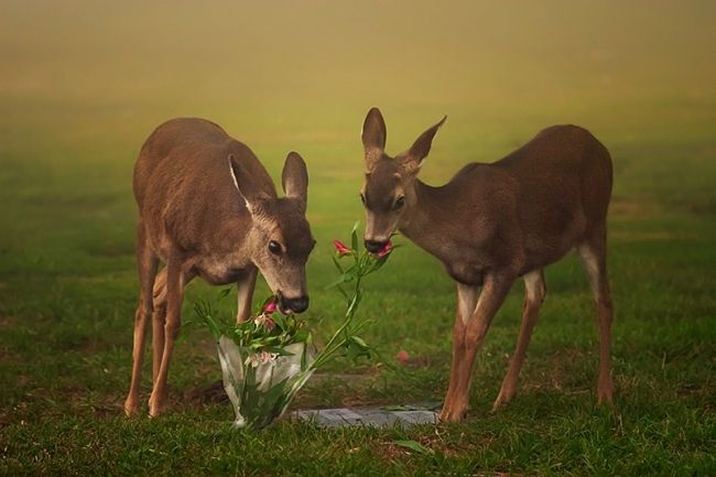 Переможці фотоконкурсу & laquo; International Garden Photographer of the Year & raquo ;: частина друга