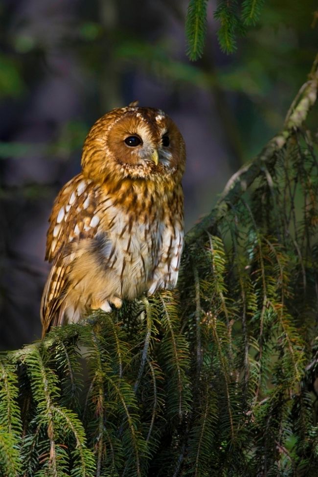 Owls in flight and life