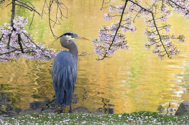 Победители фотоконкурса «International Garden Photographer of the Year»: часть третья