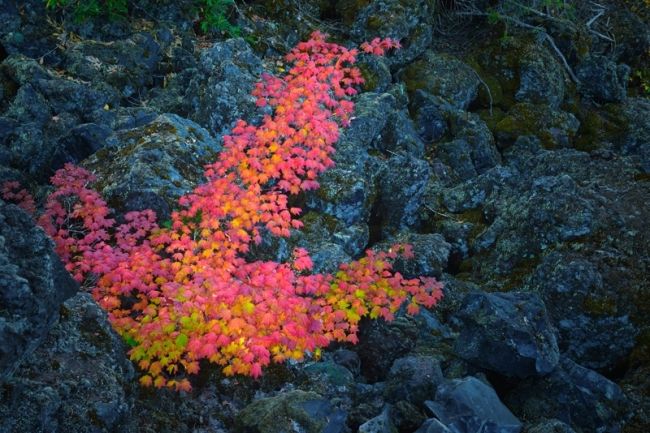 Победители фотоконкурса «International Garden Photographer of the Year»: часть первая