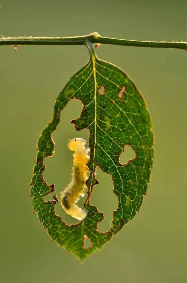 Переможці фотоконкурсу & laquo; International Garden Photographer of the Year & raquo ;: частина друга