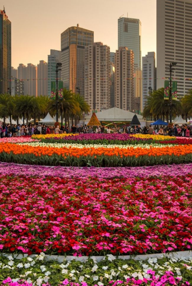 Фестиваль квітів в Гонконзі & laquo; Hong Kong Flower Show 2013 & raquo;